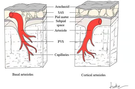 Frontiers | Perivascular Spaces, Glymphatic System and MR