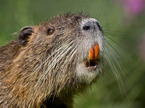 Nutria – An Animal You Will Be Seeing More Of