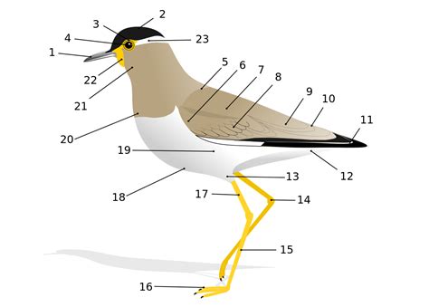 Anatomi burung - Wikipedia bahasa Indonesia, ensiklopedia bebas