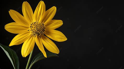 Topinambur Yellow Flower Jerusalem Artichoke On Black Background Beautiful Backdrop, Yellow ...