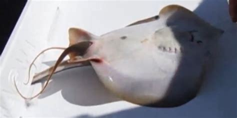 Florida Fisherman Catches Stingray Giving Birth, And It's Super Cool ...