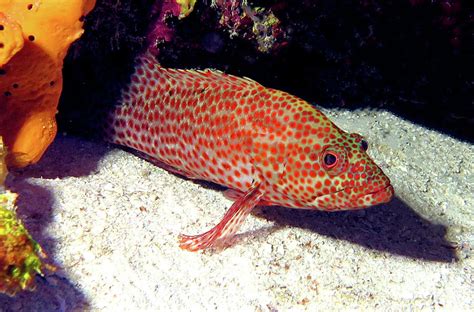 Graysby Grouper 7 Photograph by Daryl Duda - Fine Art America