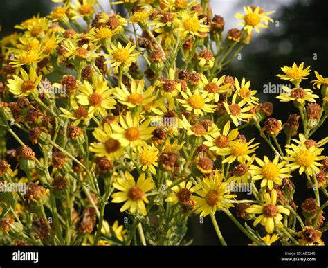 Ragwort Common Stock Photo - Alamy