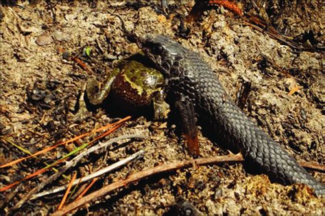 Adult female Coluber constrictor ingesting an adult male Hyla gratiosa... | Download Scientific ...