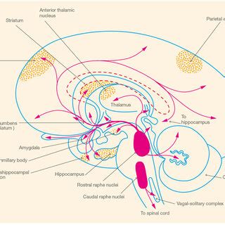 Schematic illustration of brain areas involved in spatial memory () and... | Download Scientific ...