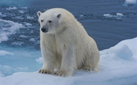 Polar bear resting on an ice floe in Svalbard, Norway. 81st parallel ...