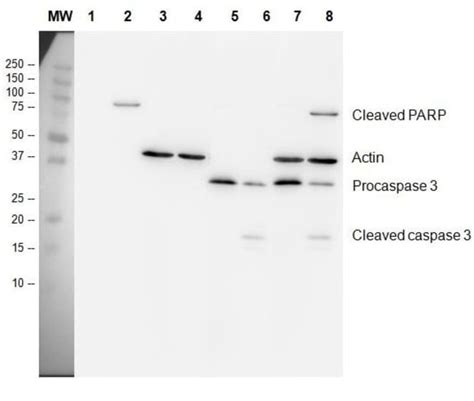 Abcam Apoptosis Western Blot Cocktail (pro/p17-caspase-3, cleaved PARP1 ...