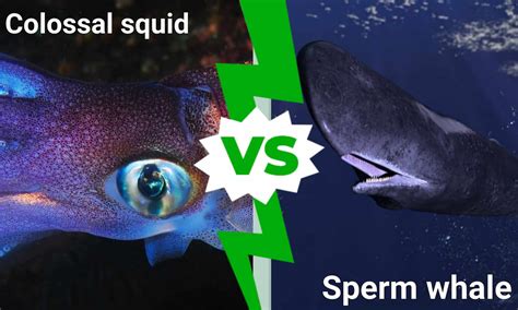 Colossal Squid vs Sperm Whale: What Are The Differences? - Wiki Point