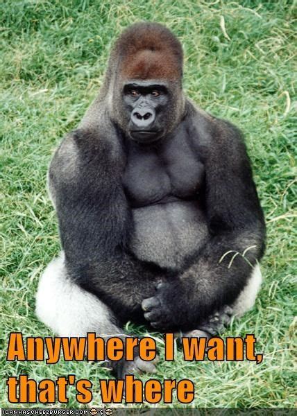 Where Does a Gorilla do Anything? | Gorilla, Silverback gorilla, Funny ...