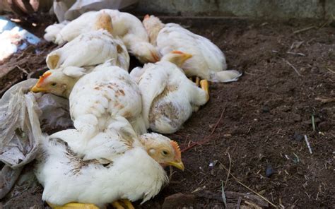 Avian Flu Symptoms in Chickens - LearnPoultry