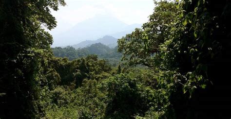 Virunga National Park – world of Tarzan | DinoAnimals.com