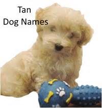 Girl Puppy Names: Thousands of Name Ideas for Your Little Girl