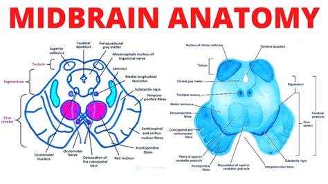 Midbrain Anatomy - YouTube