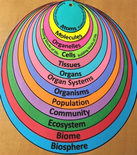 Levels of Organization From Atoms to Biosphere Interactive Note Organizer | Teaching biology ...