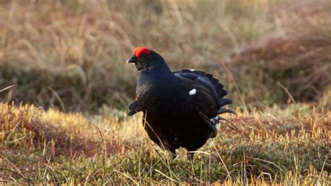 Black grouse spotted at Stanley Moss restored bog - BBC News