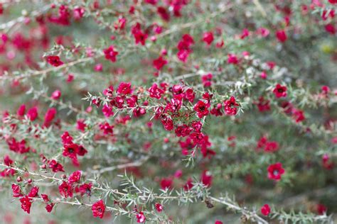 Leptospermum scoparium: New Zealand Tea Tree