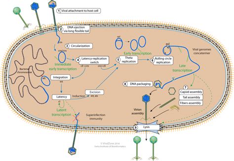 Lambda Virus / Lambda Phage Resource | Learn About, Share and Discuss ... - Krystal Purt1974