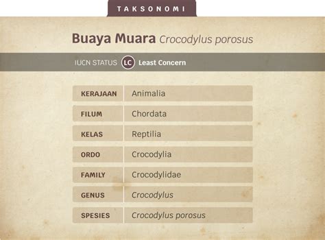 Buaya Air Asin Bertahan Dalam Evolusi - Animalium