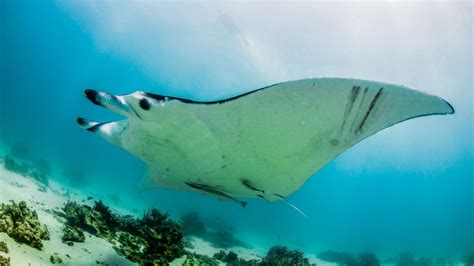 Reef Manta Ray - Fished That