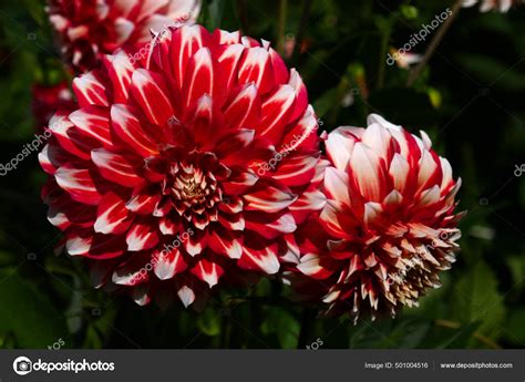 Red Flowering Dahlias Stock Photo by ©PantherMediaSeller 501004516