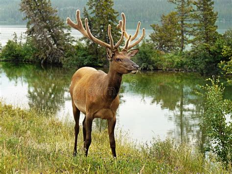 Elk wapiti bull antlers stock image. Image of horns, male - 2791169