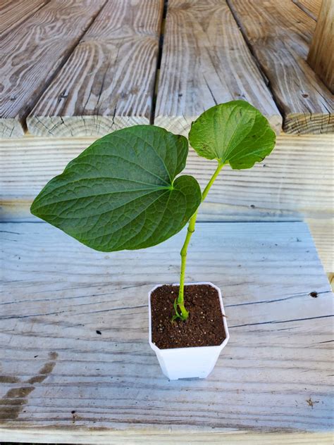 Fresh, Live Kava Plant! | Buy Kava Kava Online