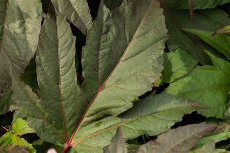 Hardy Hibiscus: Plant Care & Growing Guide