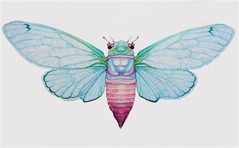 Cicada – Illustrations