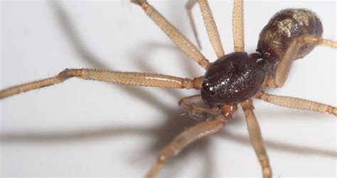 Triangulate Cobweb Spider: Identification, Facts, & Pictures