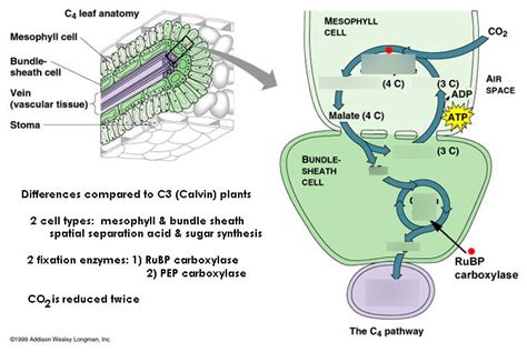 C4 plant pathway Diagram | Quizlet