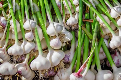 How to Grow and Care for Garlic