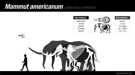 The American Mastodon by Asier-Larramendi on DeviantArt