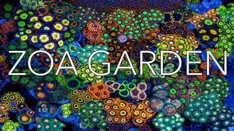 Zoa Garden by JoshPorkSandwhichZoas -Florida Frag Swap - YouTube