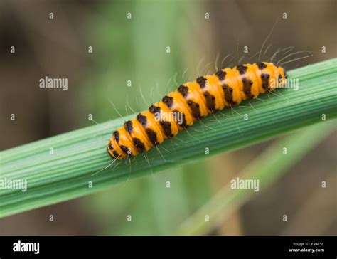 Orange caterpillar hi-res stock photography and images - Alamy