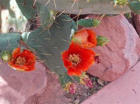 The Enchanting World Of Milady Leela: Arizona Cacti