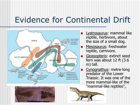 PPT - Plate Tectonics: Continental Drift PowerPoint Presentation, free ...