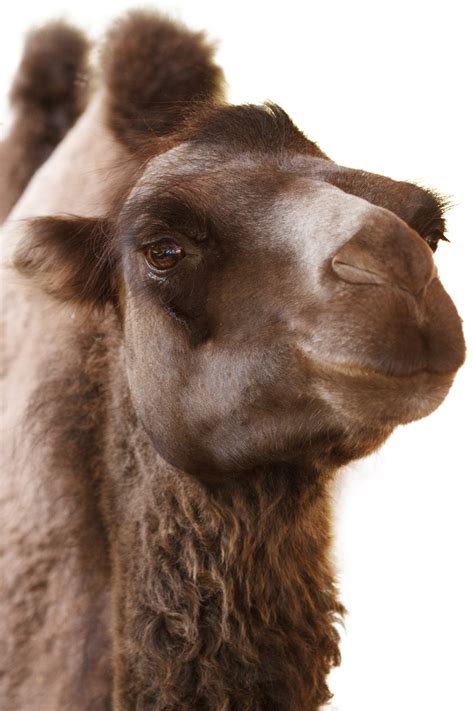 Camel Free Stock Photo - Public Domain Pictures