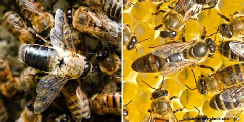 A Drone Bee - Male Honey Bee Facts - Carolina Honeybees