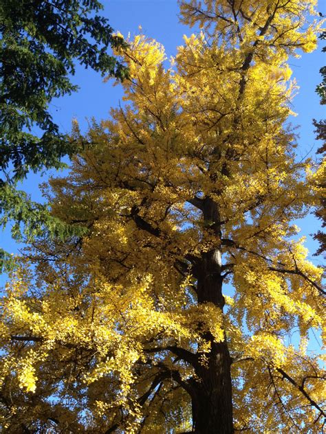 Free Images : branch, sunlight, leaf, autumn, season, deciduous, grove ...