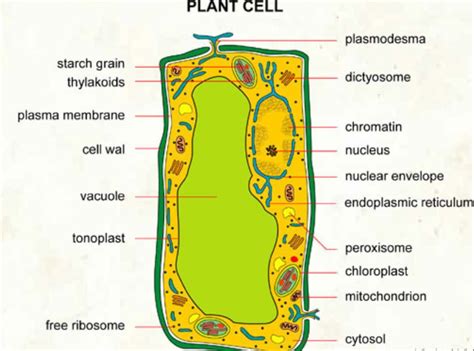 Peroxisomes Structure | Definition | Structure | Location