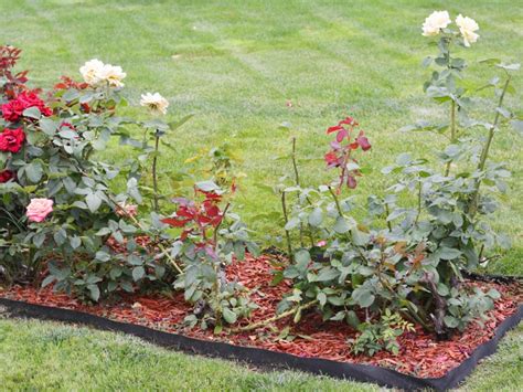 Planning A New Rose Bed: Tips For Starting A Rose Garden