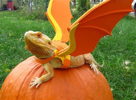 Bearded dragon, dragon costume :3 #ad | Bearded dragon, Baby bearded ...