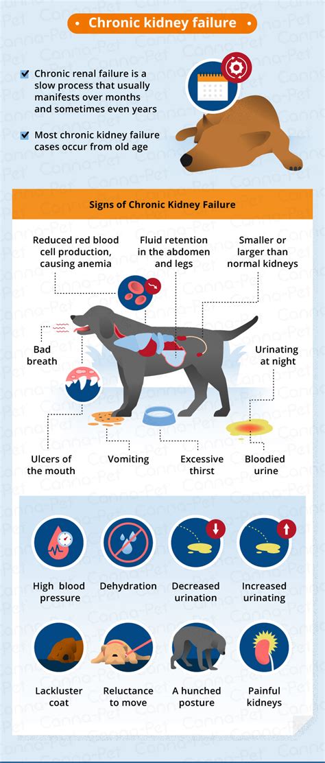 Is Kidney Failure In Dogs Reversible