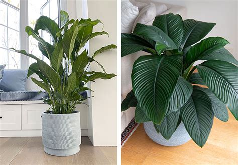 Top plants for a coastal vibe indoors | Flower Power