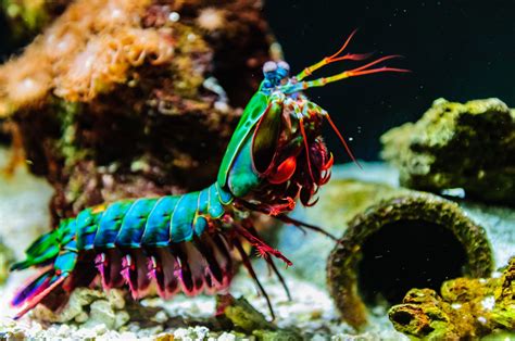 Peacock Mantis Shrimp @ National Aquarium | Mantis shrimp, Bizarre animals, Creatures