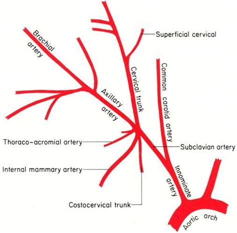 image for term side of card Crna School, Med School, Medical School, Nursing School, Upper Limb ...