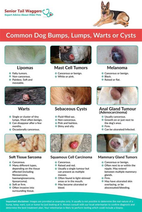 What Do Cancerous Lumps Look Like On Dogs