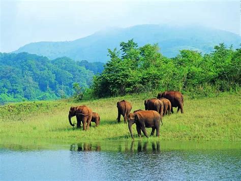 Mudumalai National Park & Wildlife Sanctuary, Tamil Nadu