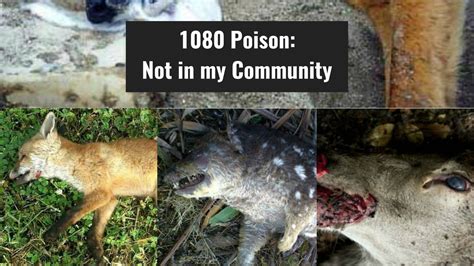 Petition · Stop the use of 1080 poison in Menangle - Menangle, Australia · Change.org