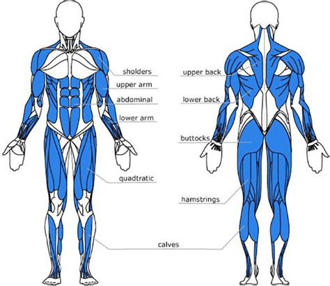 Top 5 Rowing Machine Muscle Toning Facts - Topiom